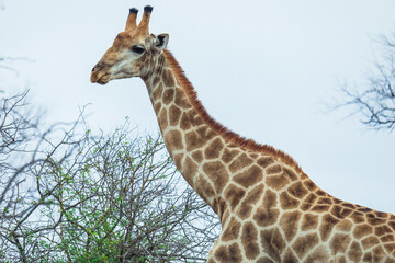 Giraffe grazing among the trees in Kruger National Park during daylight hours in South Africa