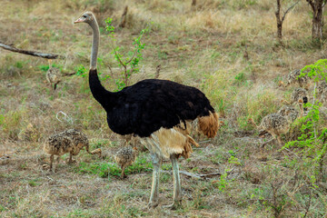 Naklejka premium Ostrich with chicks wandering in the grassy plains of Kruger National Park in South Africa