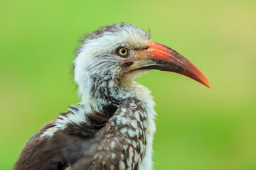 A striking hornbill perched in Kruger National Park under bright sunlight