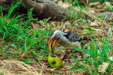 Bird foraging in lush green grass at Kruger National Park, South Africa during the day