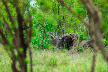 Safari encounter with Cape buffalo in Kruger National Park during midday