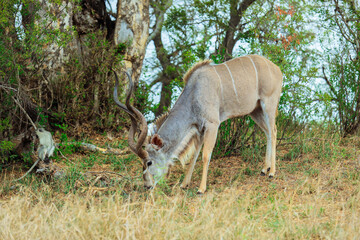 A kudu grazing peacefully in the lush landscapes of Kruger National Park South Africa