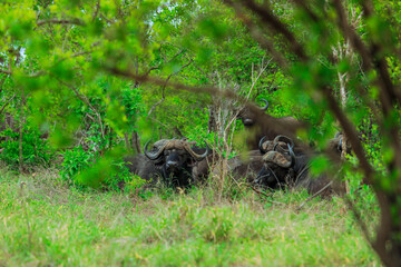 Cape buffalo relaxing in lush greenery of Kruger National Park during a warm afternoon