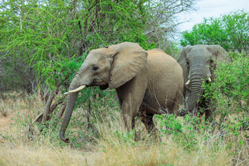 Fototapeta premium Elephants grazing in the lush greenery of Kruger National Park, South Africa during daylight