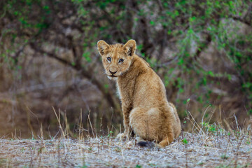 Young lion cub resting quietly in Kruger National Park during the golden hour of the afternoon