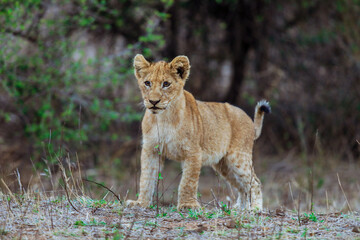 Fototapeta premium Young lion cub explores its habitat in Kruger National Park, South Africa, by day