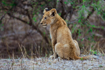 Young lion cub resting quietly in Kruger National Park, South Africa during the day