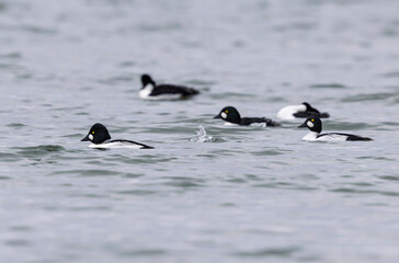Fototapeta premium Common Goldeneye Bucephala clangula swimming on or flying over the Rhine during wintertime