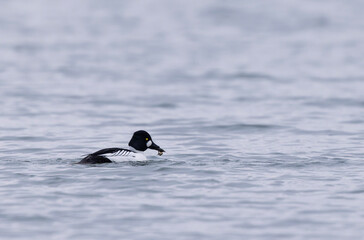 Fototapeta premium Common Goldeneye Bucephala clangula swimming on or flying over the Rhine during wintertime