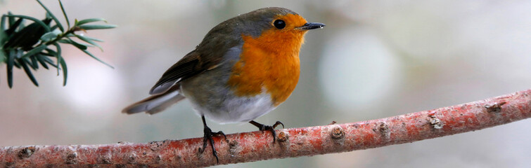 Rotkehlchen (Erithacus rubecula) sitzt auf Ast, Panorama 