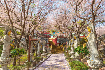 Fototapeta premium cherry blossom along the beautiful road in korea. Spring scenery of Suamsa Temple in Uiryeong-gun, Gyeongsangnam-do, Korea.