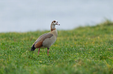 Egyptian goose Alopochen aegyptiaca, an invasive species for France