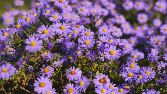 Purple aster blossoms radiating brilliant yellow centers brightening lush garden landscape with vivid seasonal floral display
