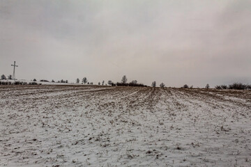Landscapes - Forest - Europe, Romania, Suceava region  