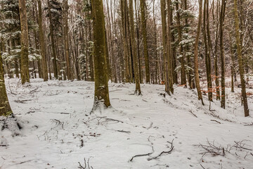 Landscapes - Forest - Europe, Romania, Suceava region  