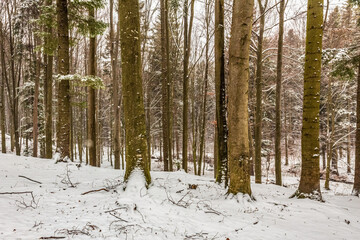 Landscapes - Forest - Europe, Romania, Suceava region  