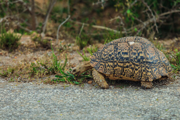 A tortoise foraging for food along a gravel path in South Africa during daytime