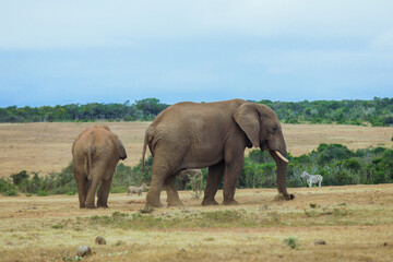 Fototapeta premium Elephants stroll through a South African landscape with zebras in the afternoon