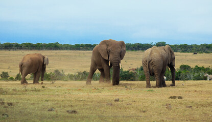Fototapeta premium Elephants roaming freely in the savanna landscape of South Africa during daylight hours