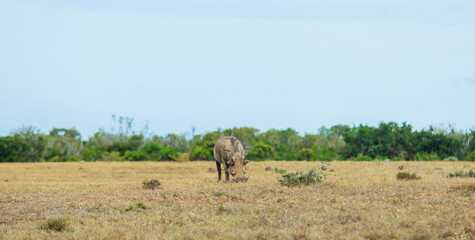 Fototapeta premium A solitary warthog grazes on the grasslands of South Africa on a clear sunny day