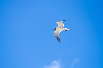 Fotos feitas em Key West