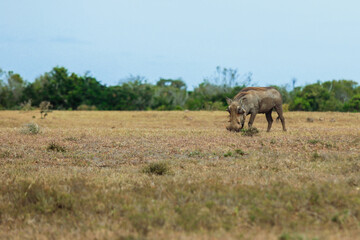 Obraz premium A solitary warthog grazes on the grassy plains of South Africa during the afternoon light
