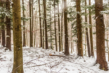 Landscapes - Forest - Europe, Romania, Suceava region  