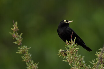 Beautiful Spectacled tyrant male bird posing over bush branch with blurred green background with copy space