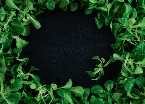 Fresh green lamb's lettuce frame on a background with empty space for text, menu, or recipe.