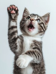 Playful kitten raising paw with energetic expression in bright light setting, showcasing adorable features and playful spirit, perfect for animal lovers