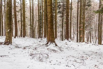 Landscapes - Forest - Europe, Romania, Suceava region  