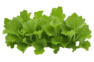 Fototapeta premium PNG cut out isolated background. A bunch of fresh green leafy vegetables with vibrant color and crisp texture. 