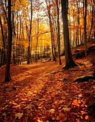 Obraz premium forest with a carpet of fallen leaves 