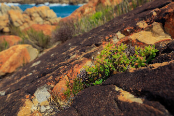 Coastal succulent plants grow between colorful rocks in South Africa during sunny weather