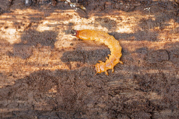 Larva of Cardinal Beetle Pyrochroa sp. under lose bark