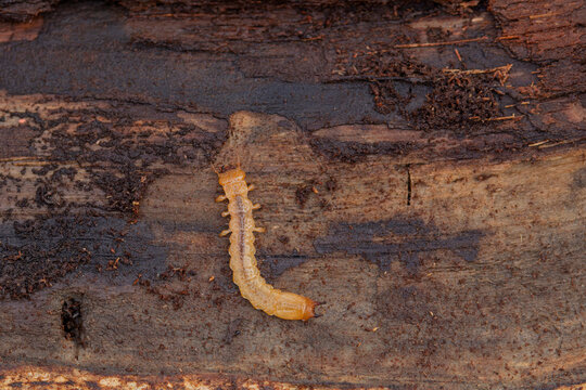 Larva of Cardinal Beetle Pyrochroa sp. under lose bark