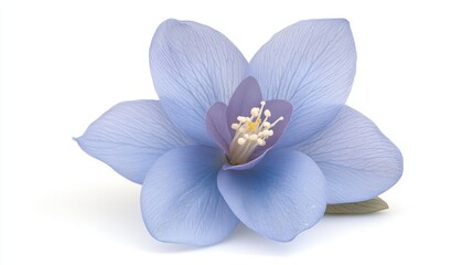 Delicate Pale Blue Flower on White Background
