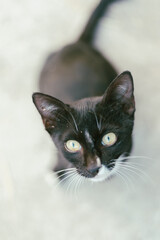  beautiful black and white tabby cat 