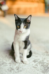  beautiful black and white tabby cat&nbsp;