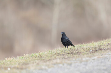 Carrion crow Corvus corone during winter time