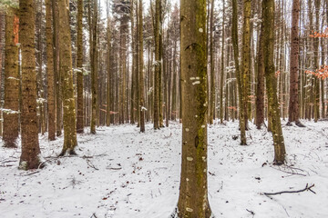 Landscapes - Forest - Europe, Romania, Suceava region  