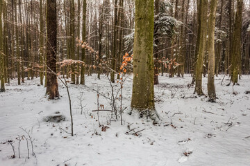 Landscapes - Forest - Europe, Romania, Suceava region  