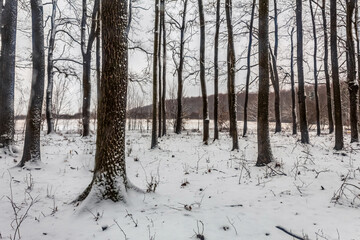 Landscapes - Forest - Europe, Romania, Suceava region  