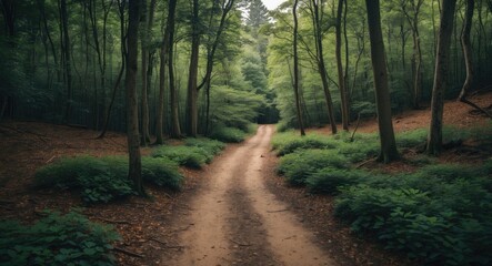 Fototapeta premium Serene Hiking Path Through Lush Green Forest Surrounded By Vibrant Foliage And Sunlight Filtering Through The Trees