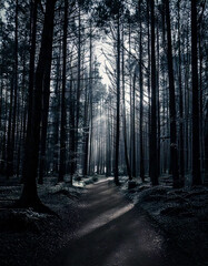 Obraz premium Dramatic Dark Moody Forest