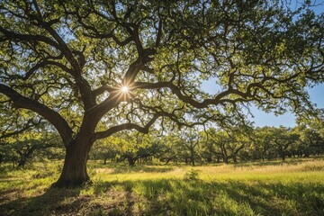 Spring in Texas, Sun, Wind, and Beauty.