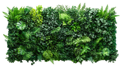 Obraz premium Lush green nature wall display indoor aerial plant arrangement isolated on transparent background