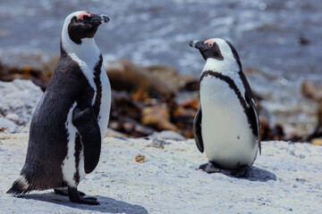 African penguins standing near the shore in South Africa during a sunny day by the sea
