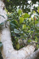 Small jackfruit stalks come out with green leaves and flowers on the giant branches of the tree