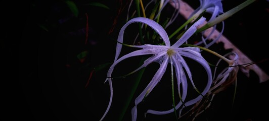 purple flower on black